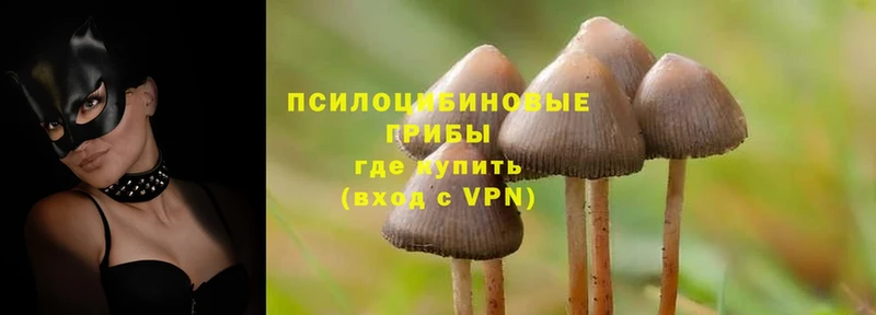 продажа наркотиков  Каневская  Галлюциногенные грибы Magic Shrooms 